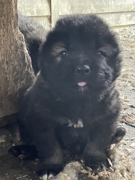 Щенки кавказской овчарки