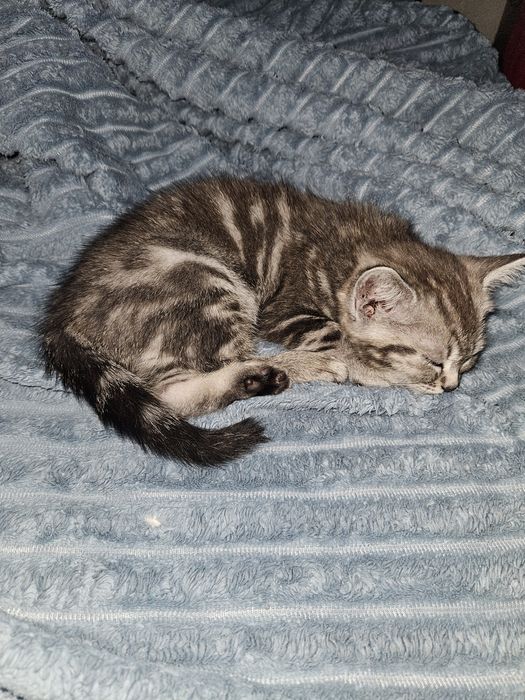 Продам   котёнка  шодланка