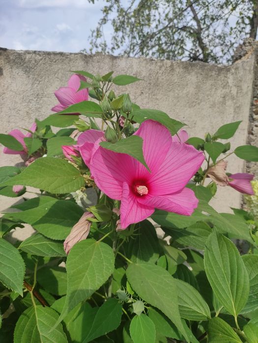 Хибискус Луна - градински