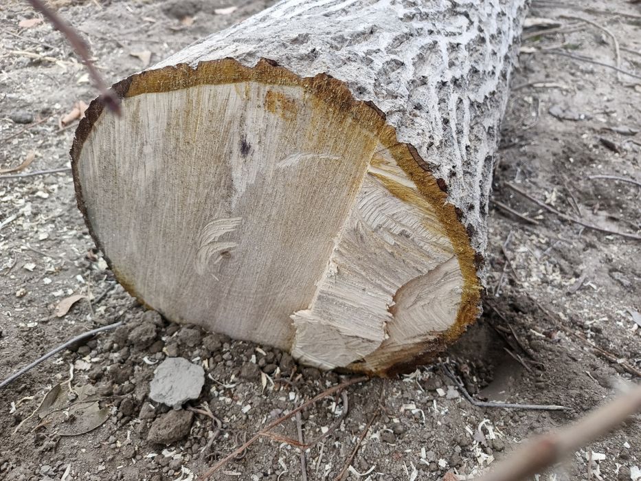 Yongʻoq daraxti D-30sm L-3,50