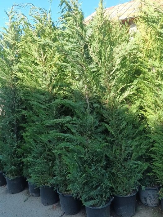 Vând chiparos leylandii