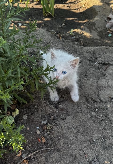 Отдам котенка подкинули