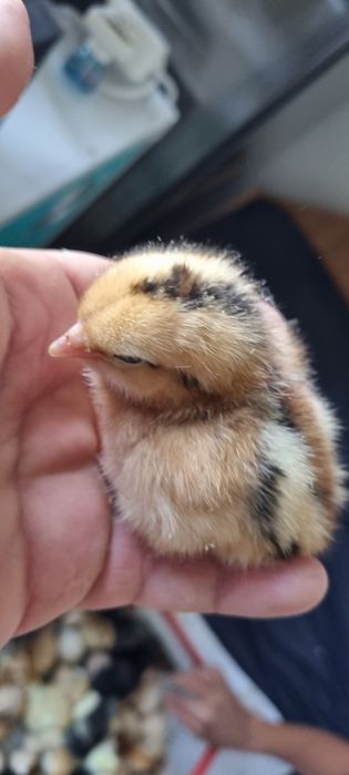 Pui de gaina diverse rase