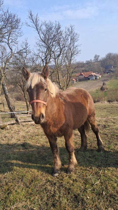 Vând mânză ciocolatie..