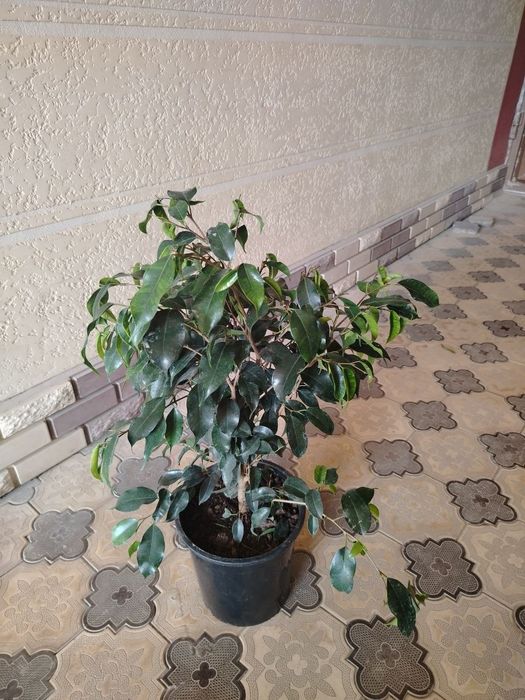 Гул, гуллар, комнатные цветы, растения разных видов