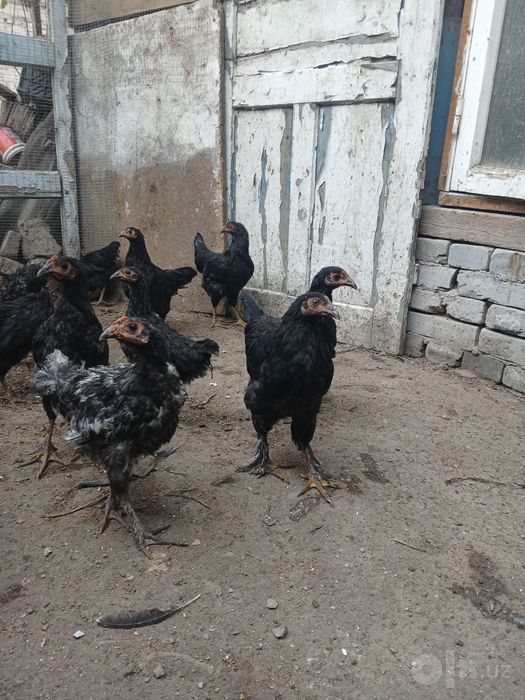 Ассалом алекум кора андижон жужалар