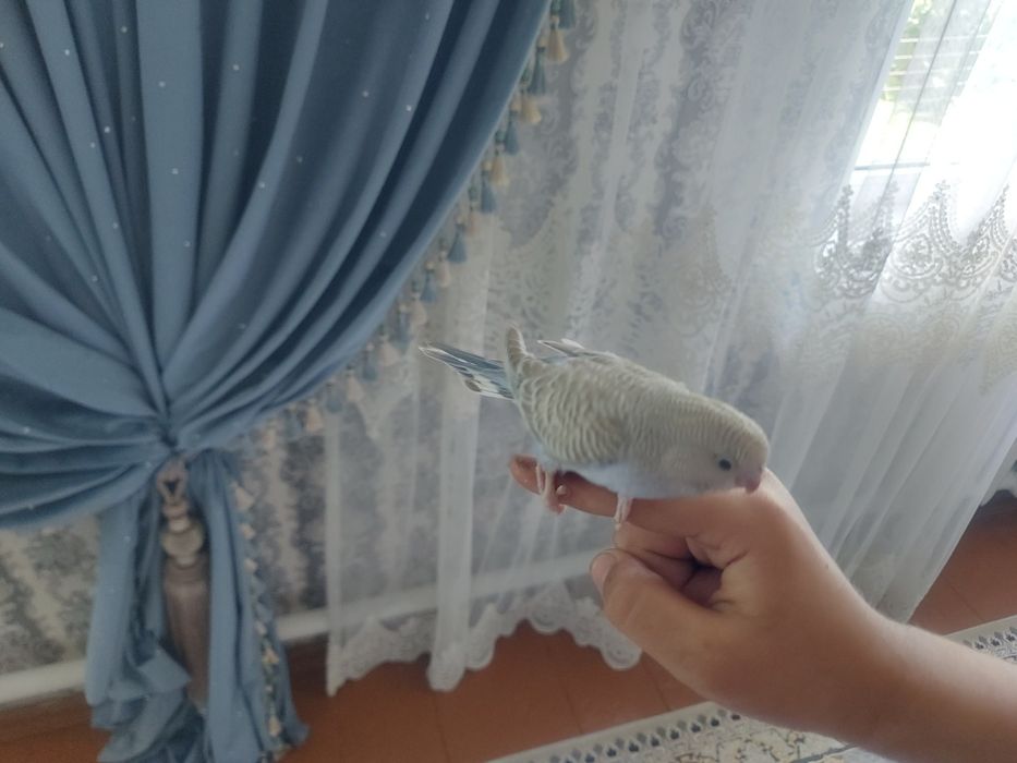 Птенец Волнистый попугай