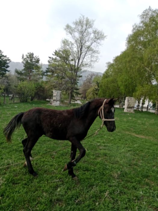 Жуас тай сатылады