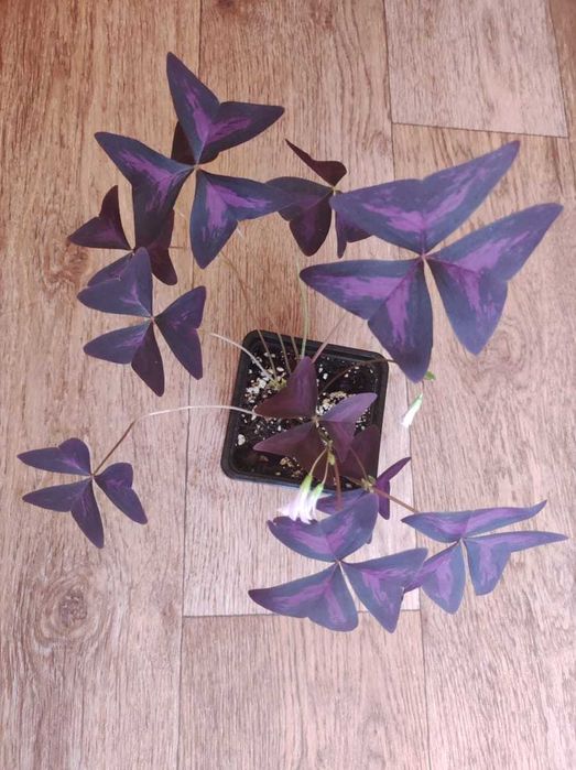 Кислица  оксалис