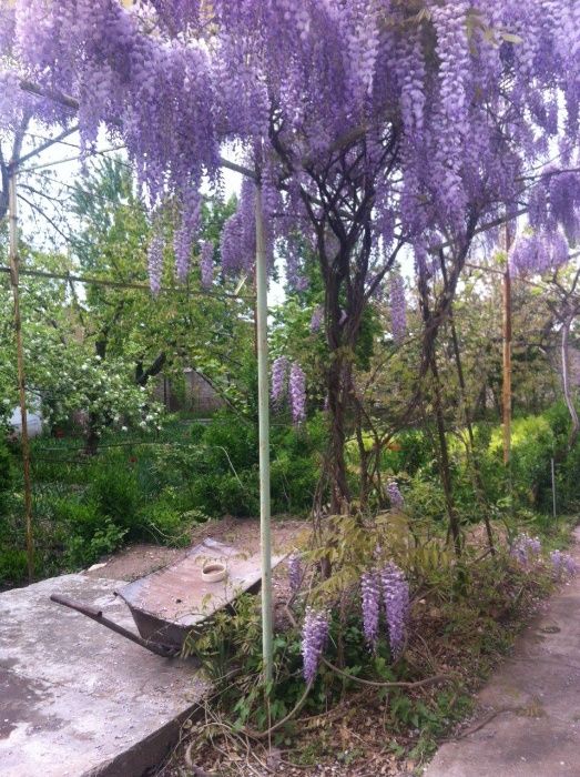 глициния- роскошная лиана с душистыми сиреневыми соцветиями