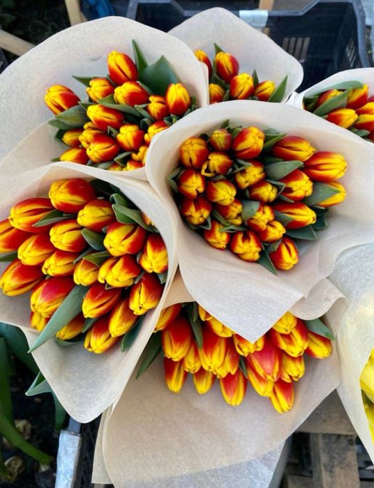 Голланские тюльпаны оптом