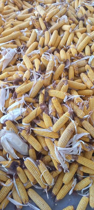 Mol qòylar tovuqlar uchun jòxori