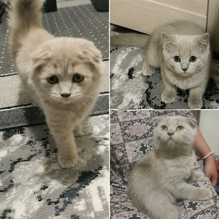 Шотландские лиловые котята