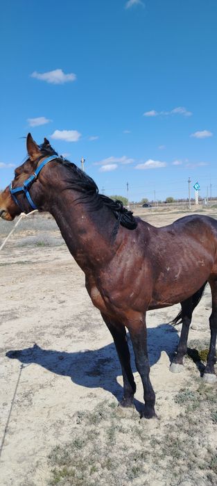Продам жеребец 2020 г.р.