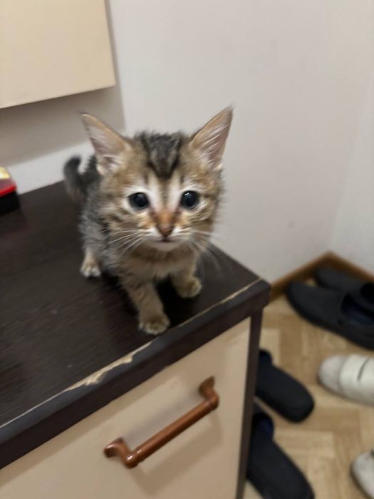 Отдаем котят бесплатно кол-во 3