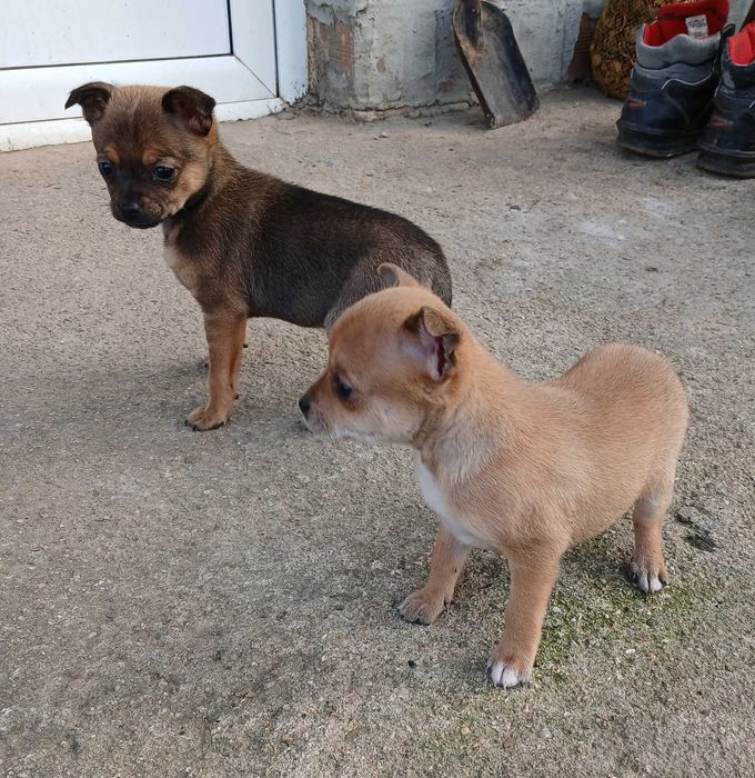 Пинчер            .