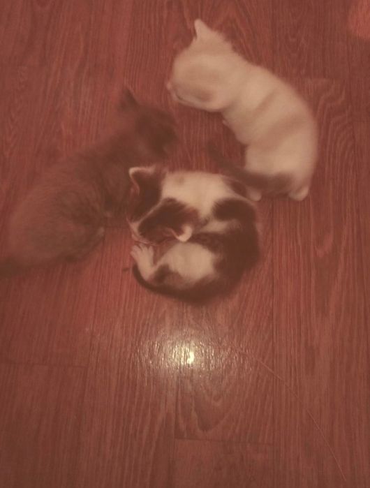 Отдам котяты в добрые руки