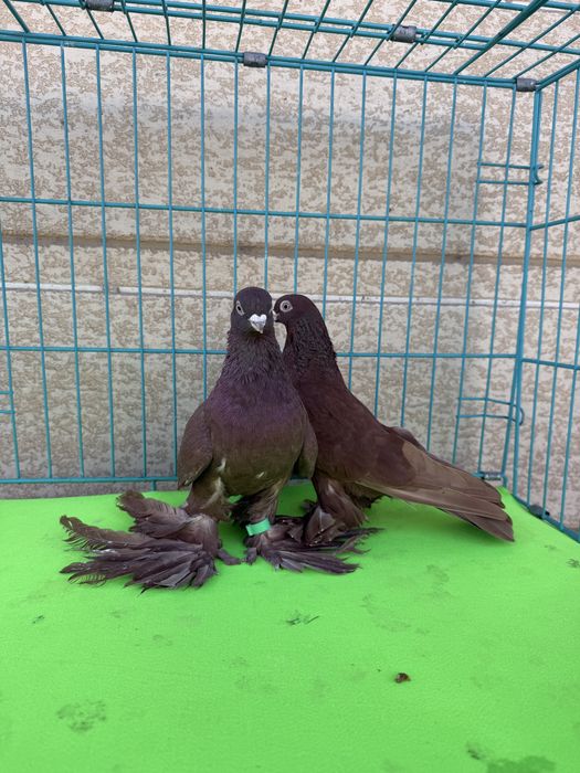 Голуби разных мастей