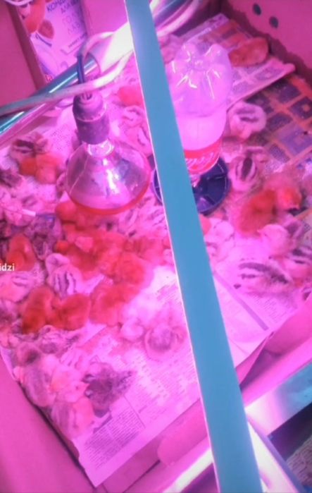 Цыплята Мастер Грей 20 дней
Петушки Ломан Браун 2