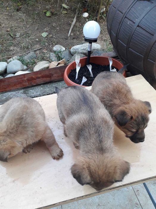 Donare spre adoptie catelusi talie mica