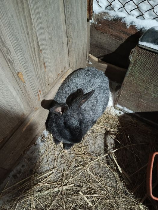 Продам кролика Полтавское серебро.