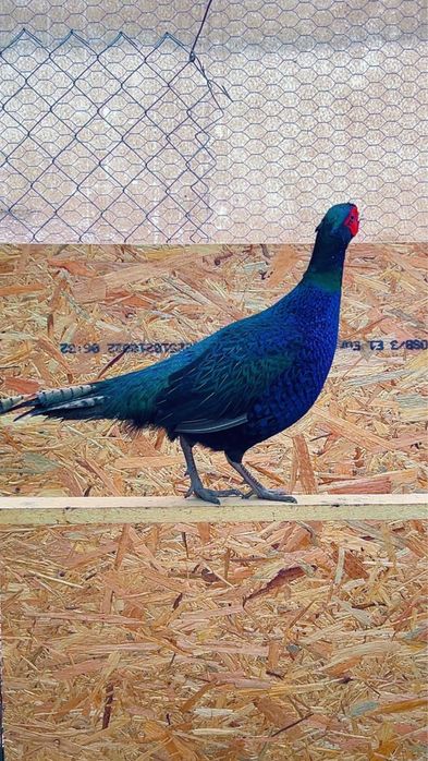 Pui de fazani rasa comun sau tenebros la 3 saptamani varsta