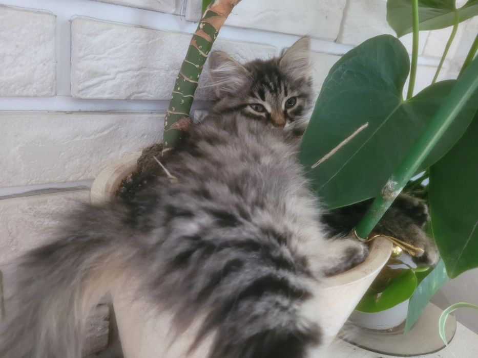 Продам котёнка девочка