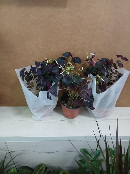 Кислица оксалис бабочка