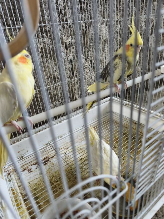 Продаются корелла и неразлучники (парами)

Продаются красивые и здо