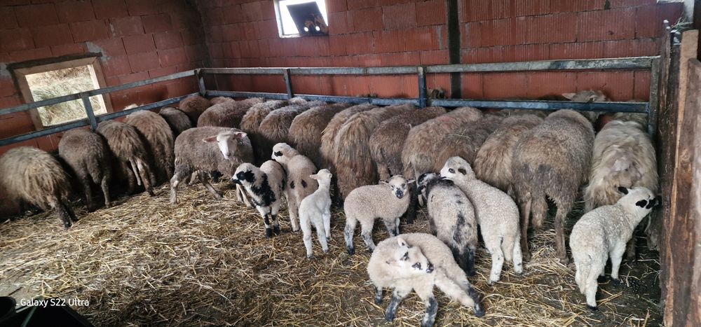 Oi tinere cu miei de vânzare