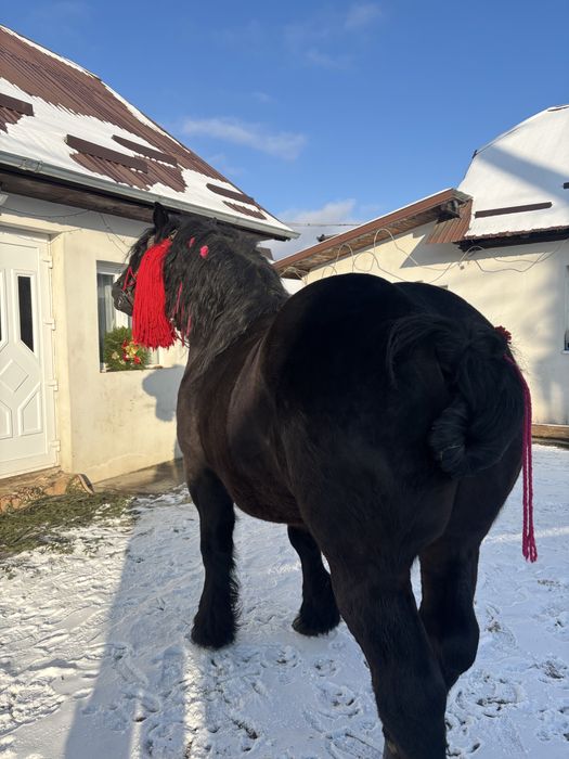 Vand Armasar de 6 Ani