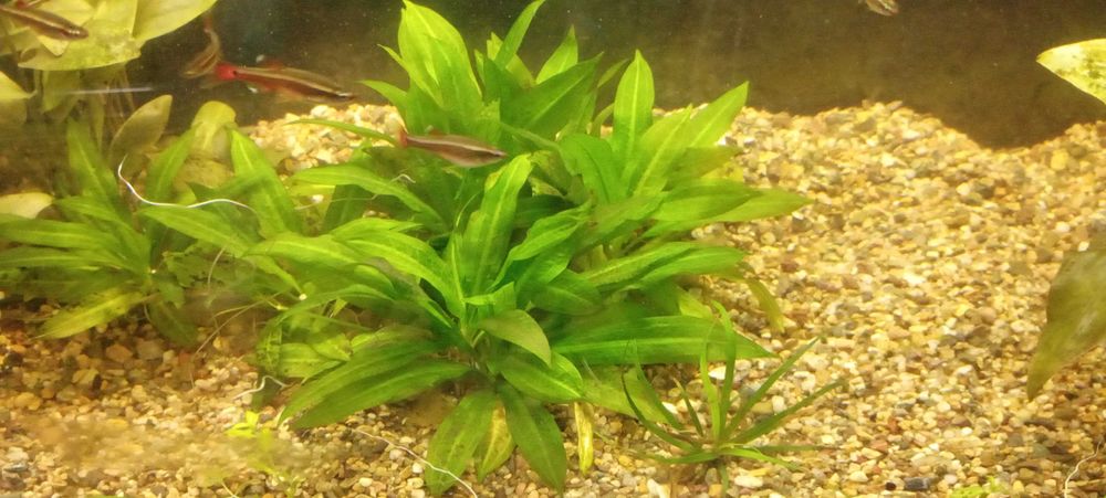 Эхинадорус тропика (детка)