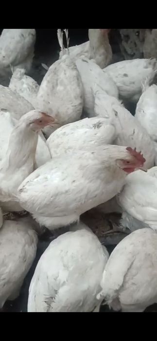 Куры домашние несушки