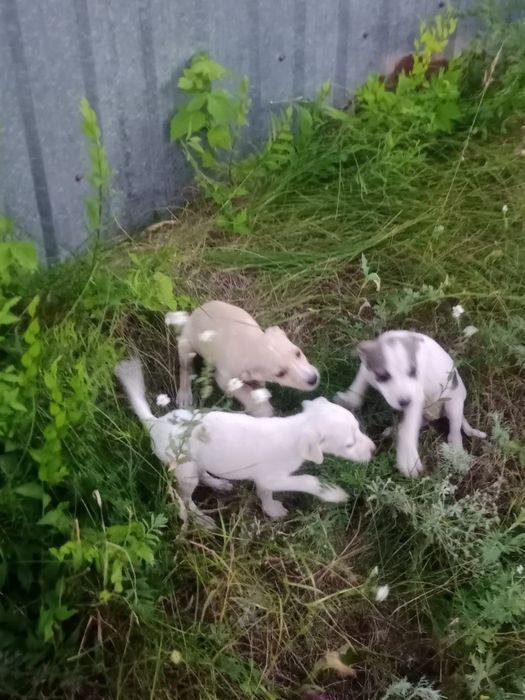 Щенки в добрые руки