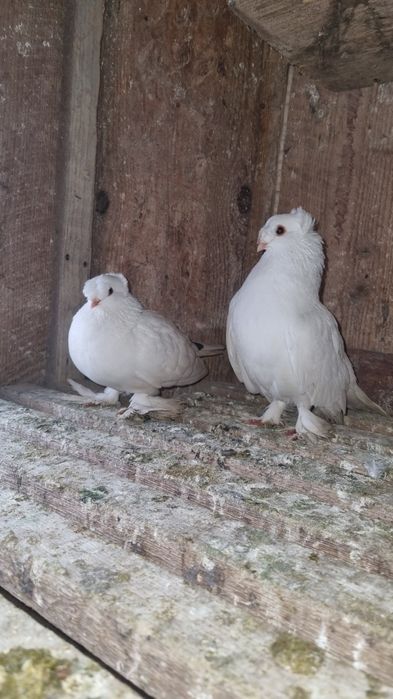 Vând pereche jucători