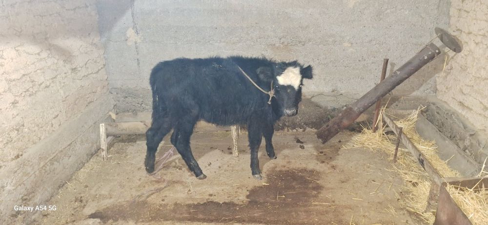 Ургашы бузау сатылымда