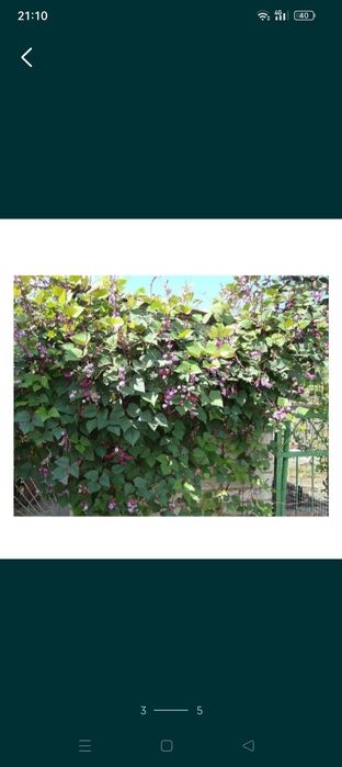 Продаются семена,10шт за 400т