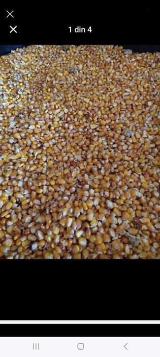 Porumb boabe  de vanzare