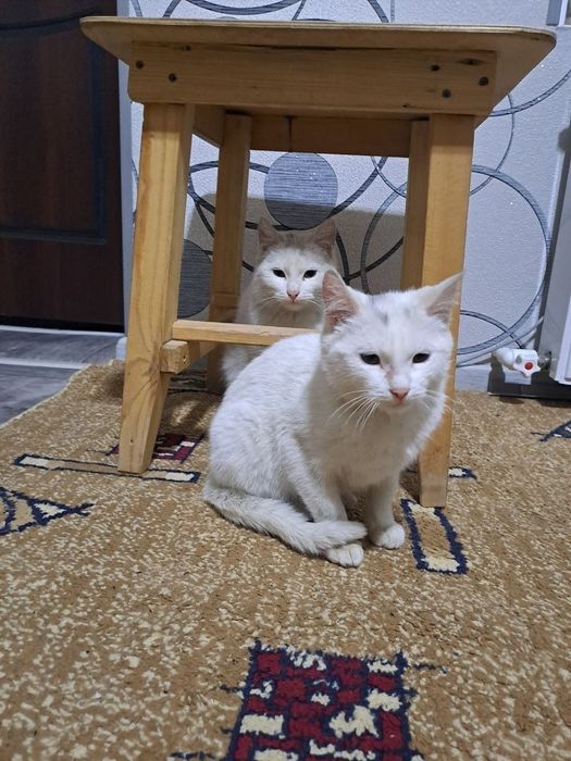 кошки и котята, белые кошки