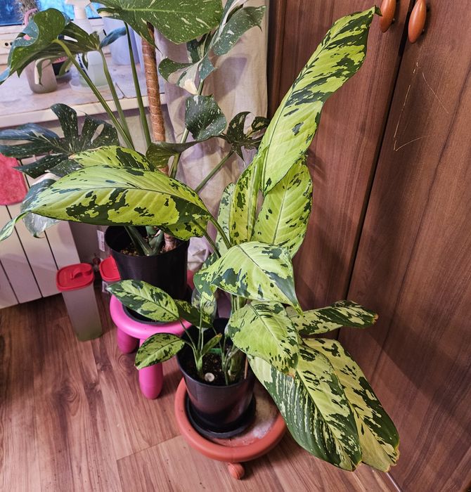 Продам комнатные растения