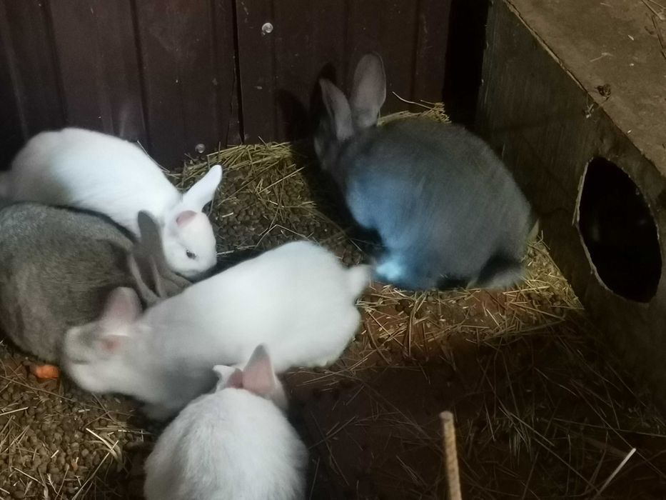 Кролики чистокровные