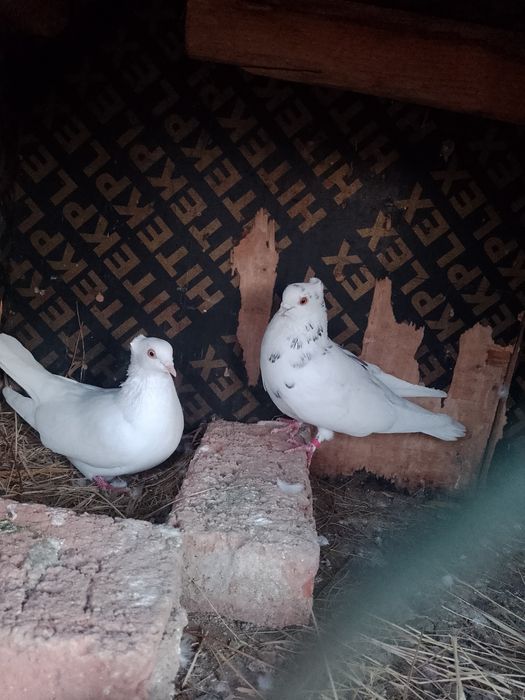 Vând sau schimb jucători moțați și gălățeni disponibili