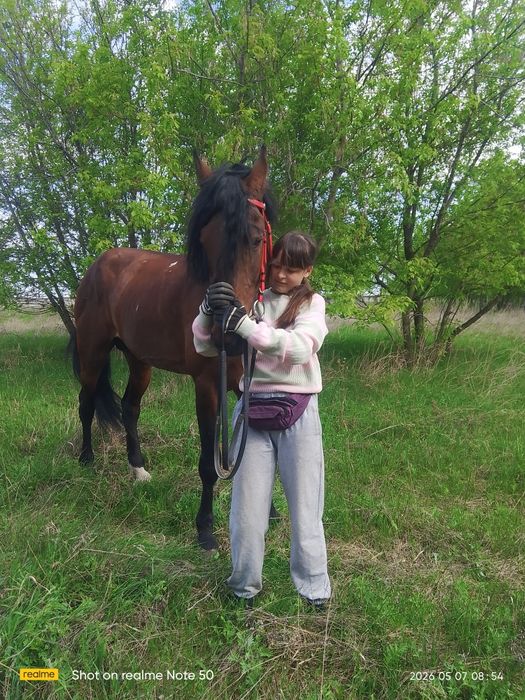 Продам жеребца орловский рысак 8 лет