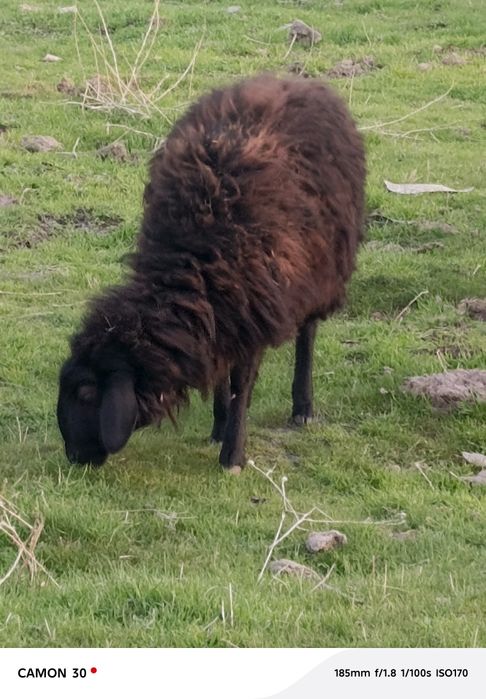 кузилар сотилади