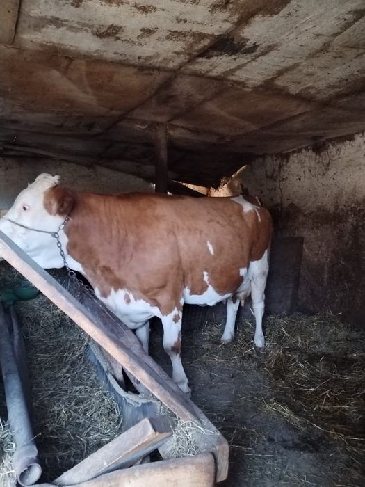 Vacă cu lapte de vănzare