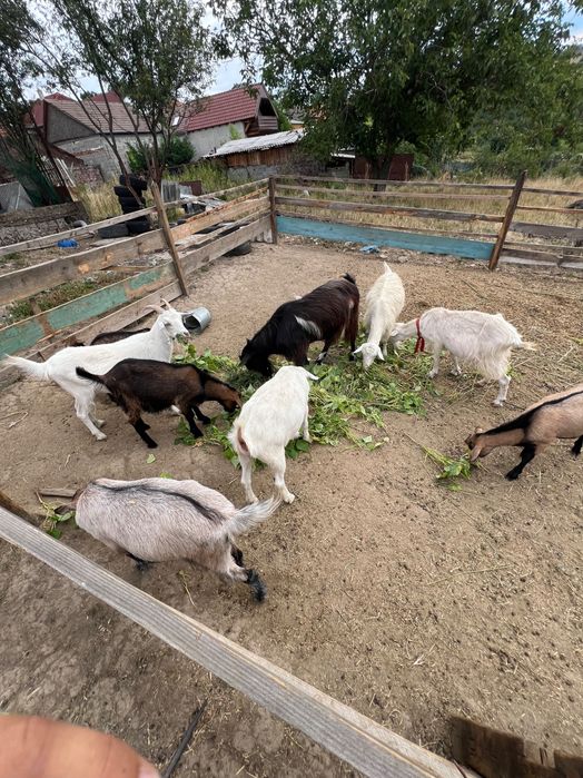 Vand sau scimb capre fara lapte