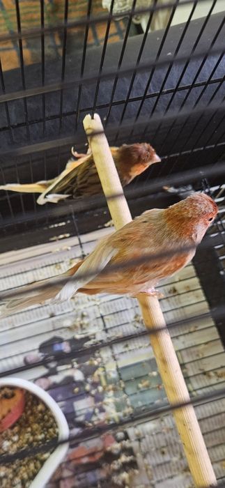 Канарейка нарлар.