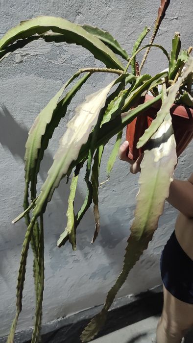 Эпифиллум красный