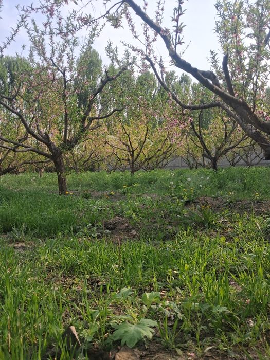 10 sotix chek sotiladi