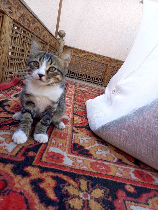 Котенок продается